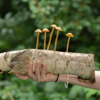 152 2025_07_28 den H ceny