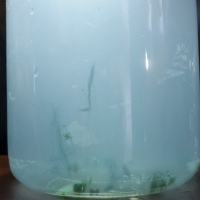 31 Plankton