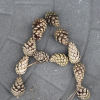 A3